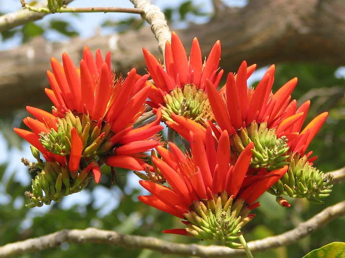 Erythrina stricta